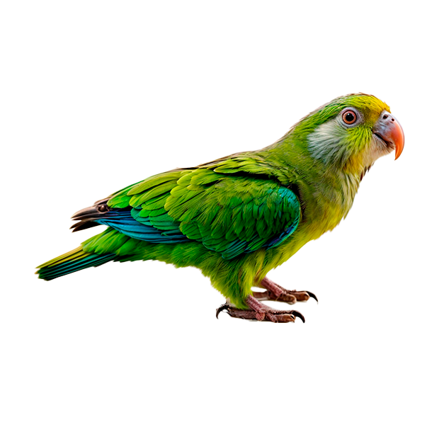 Imagem do peixe Maritaca